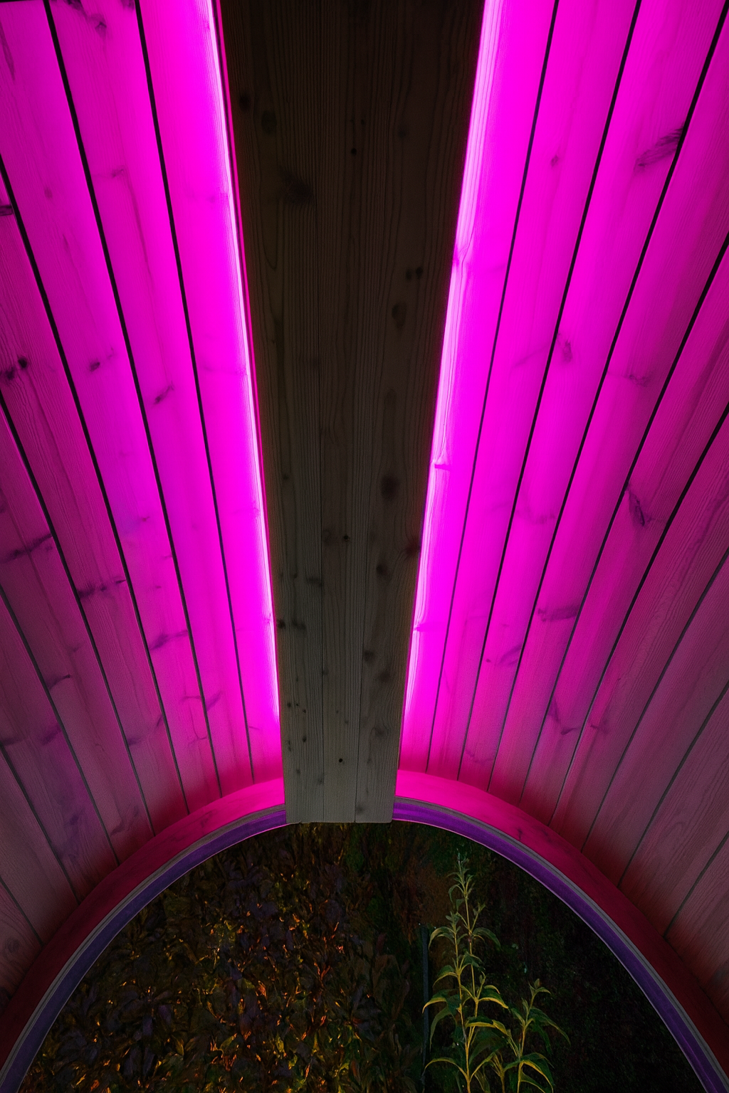 SaunaLife sauna RGB LED lighting kit installed on wooden sauna ceiling glowing pink